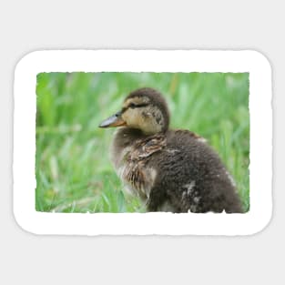 Duckling Sticker